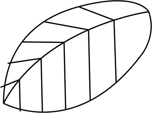 ilus hoja white